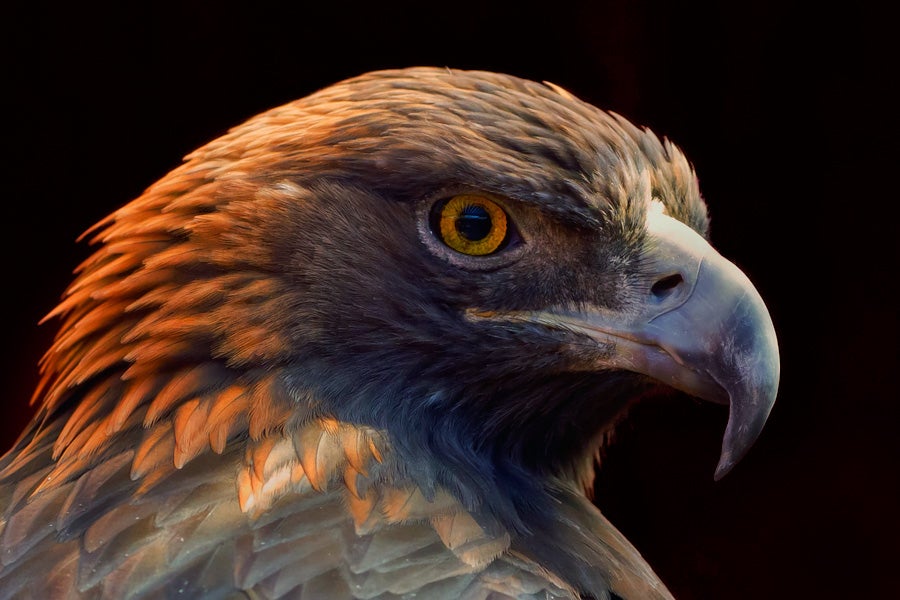How Golden Eagles Spot Prey from Incredible Distances | Audubon
