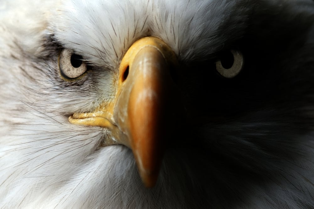 Want Eagle Vision? Here Are Some Traits You'd Need. » Science ABC